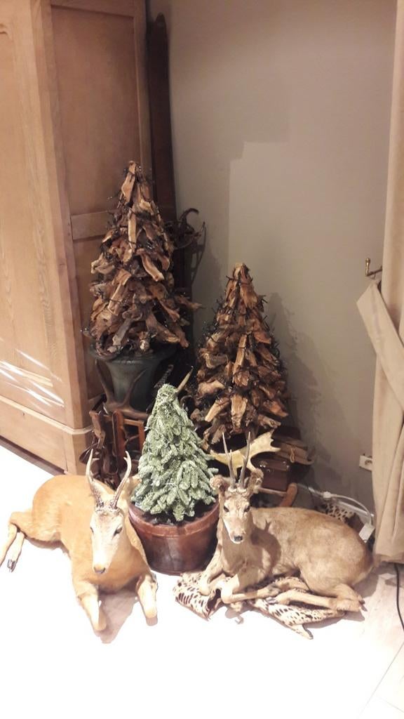 Opgezette ree hert taxidermie, Ophalen