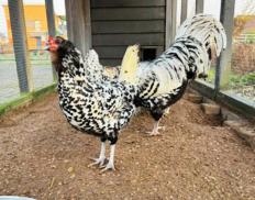 Uilebaard broedeieren - bedreigd ras broed eieren