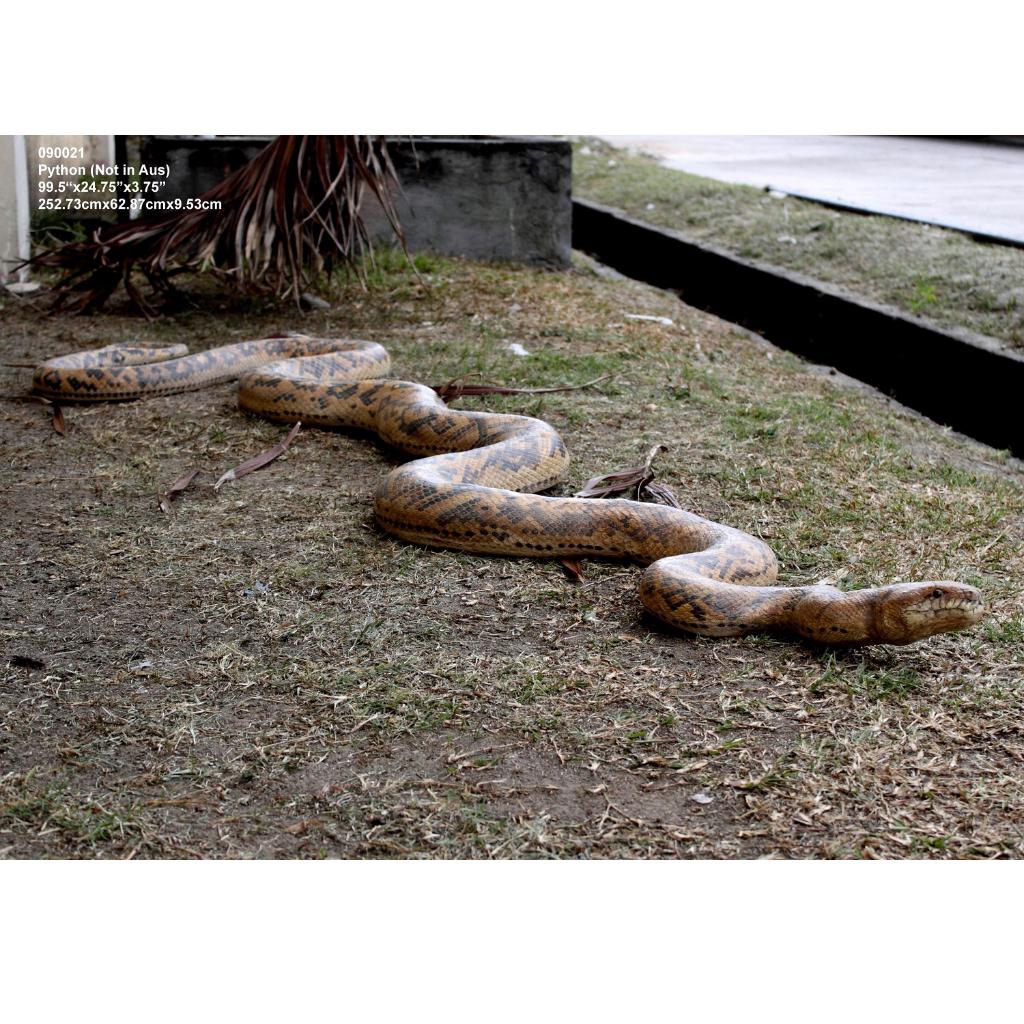Python – Slang beeld Lengte 253 cm