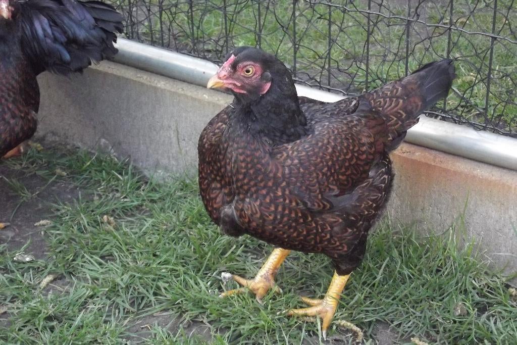 Broedeieren Indische vechtkriel, Kip