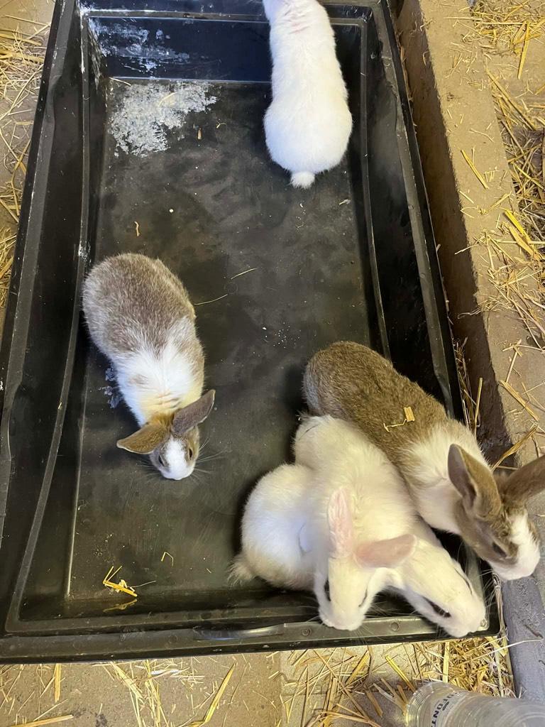Zeer mooie jonge konijnen (vleeskonijnen), Dieren en Toebehoren, Konijnen