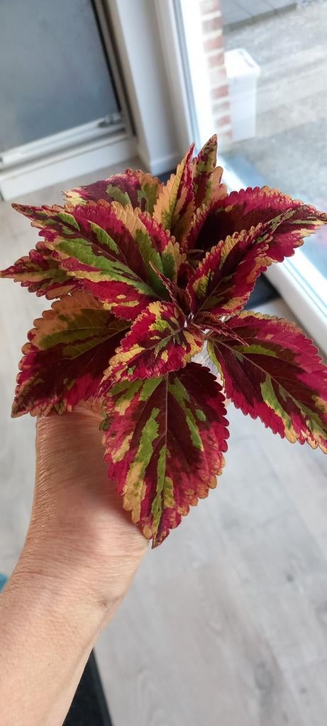 Gewortelde stekjes, Maison & Meubles, Enlèvement