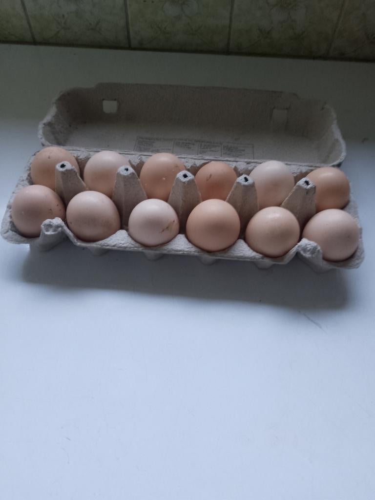 Broedeieren, Poule ou poulet