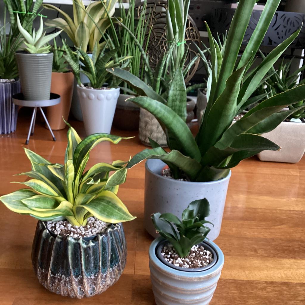 Een set aparte Sansevieria’s voor de verzamelaar., Enlèvement