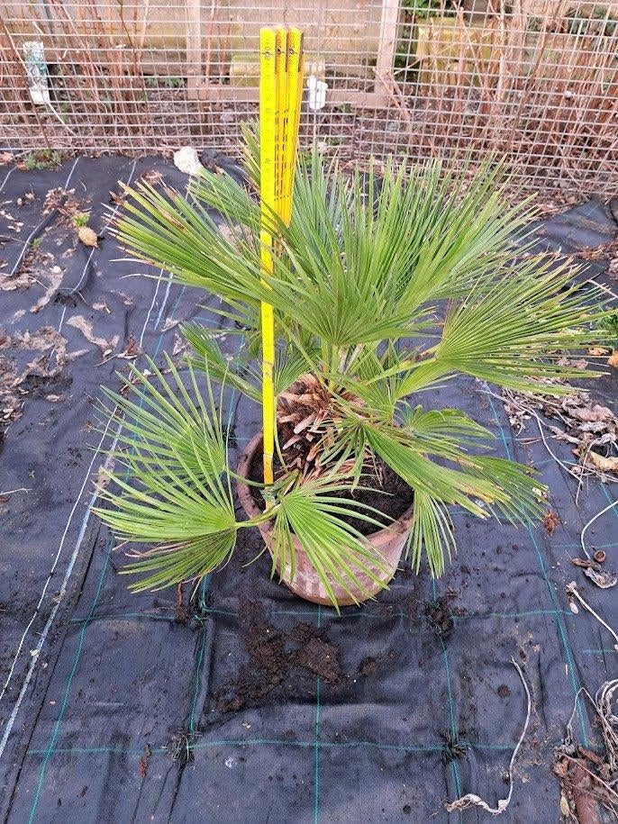 palmier - palmier nain, Enlèvement, Plante fixe, Autres espèces, Plein soleil