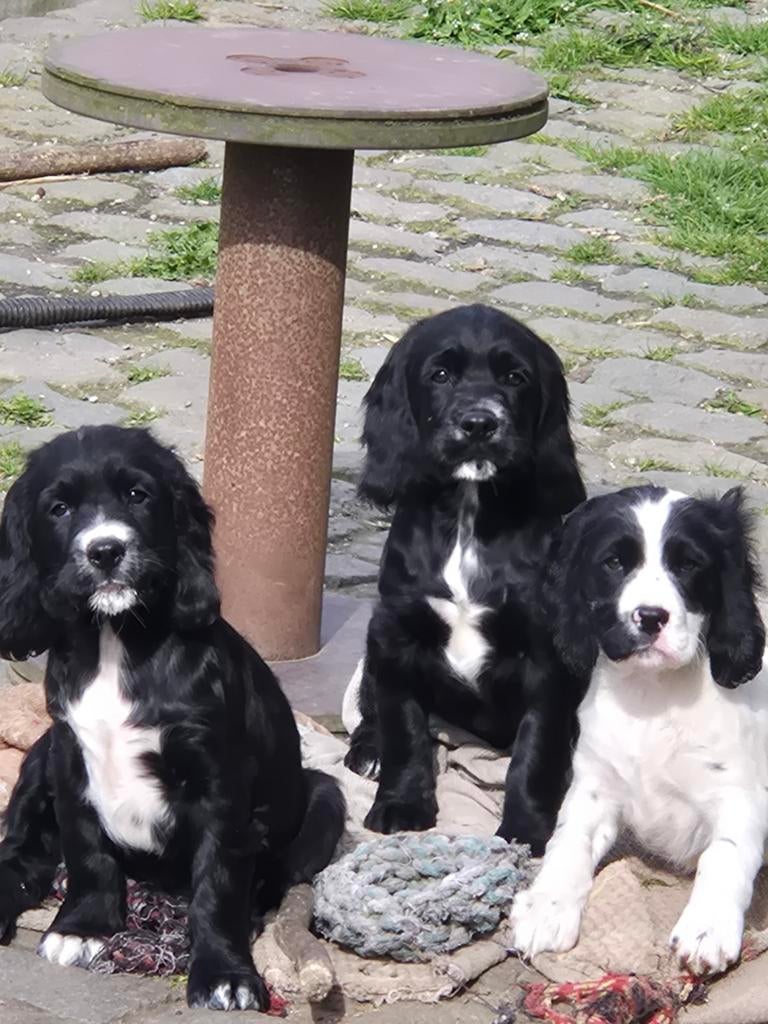 Engelse Sprocker Spaniël pups, Parvo, België, Fokker | Hobbymatig, 8 tot 15 weken