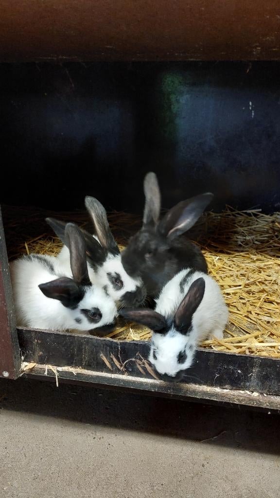 Reuzevlinders- groot lotharingers, Plusieurs animaux, Grand, 0 à 2 ans