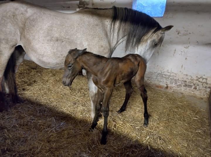 fokmerrie, Dieren en Toebehoren, Paarden en Pony's | Dekhengsten en Fokmerries