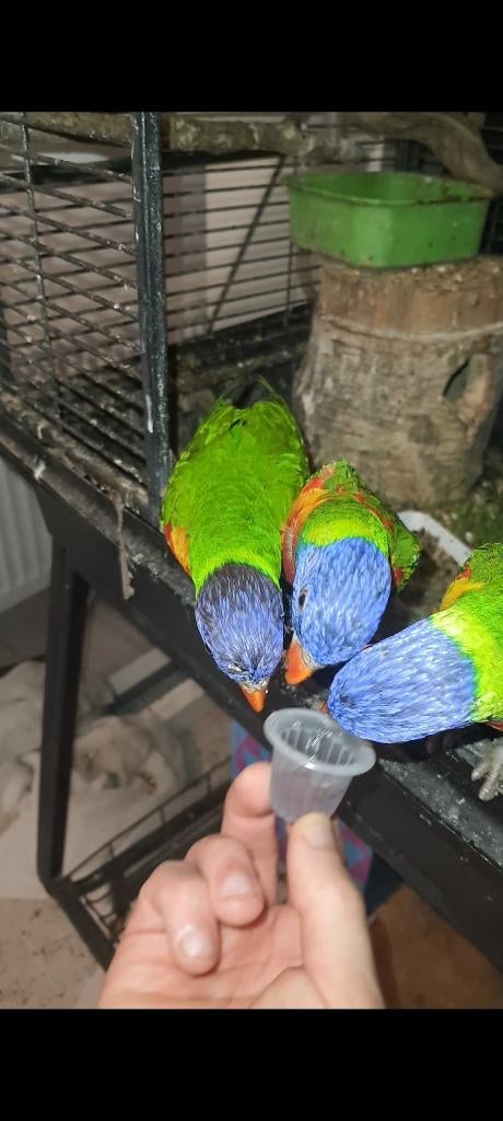 Lori van blauwe bergen met Dna, Dieren en Toebehoren, Meerdere dieren, Papegaai