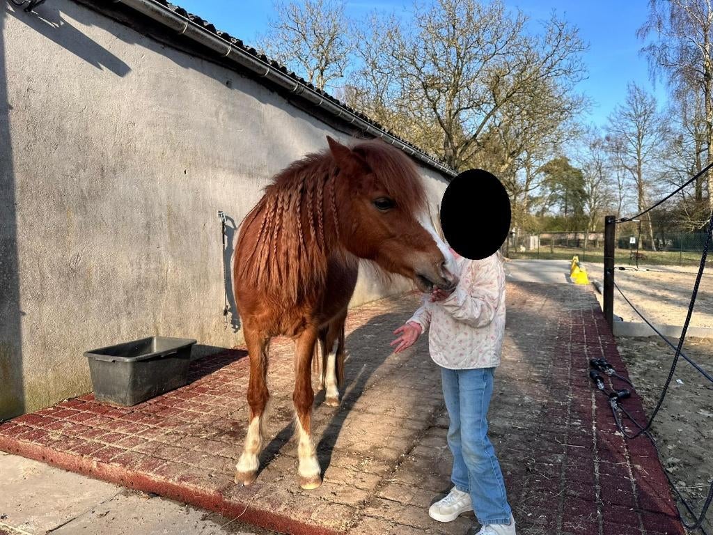 Gezocht: stalhulp / ruiter – regio Zandhoven