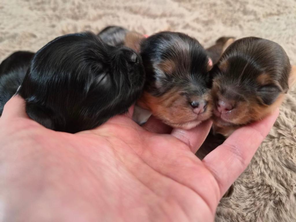 Yorkshire noir!, Animaux & Accessoires, Chiens | Jack Russell & Terriers, Chien (mâle), Yorkshire Terrier, Éleveur | Loisir, Plusieurs