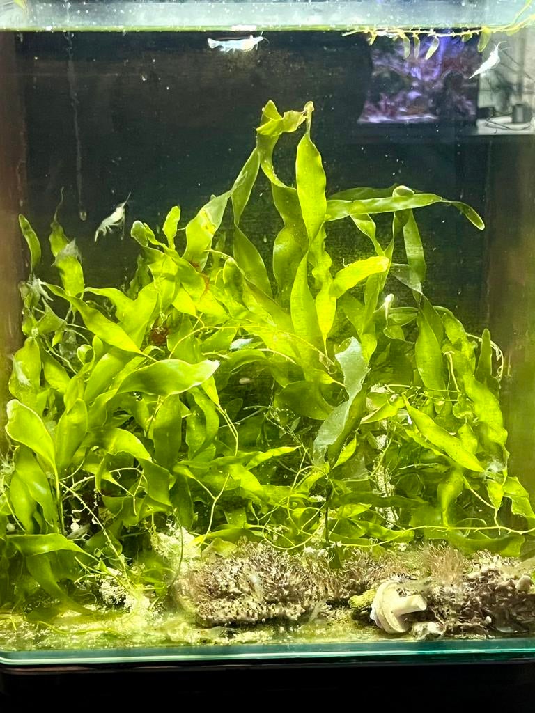 Caulerpa prolifera, Enlèvement, Comme neuf