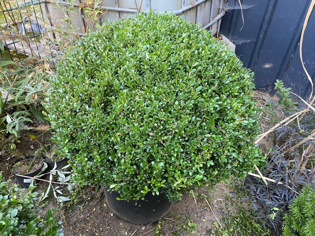 Boule de luxe Ilex crenata, Enlèvement, Arbuste