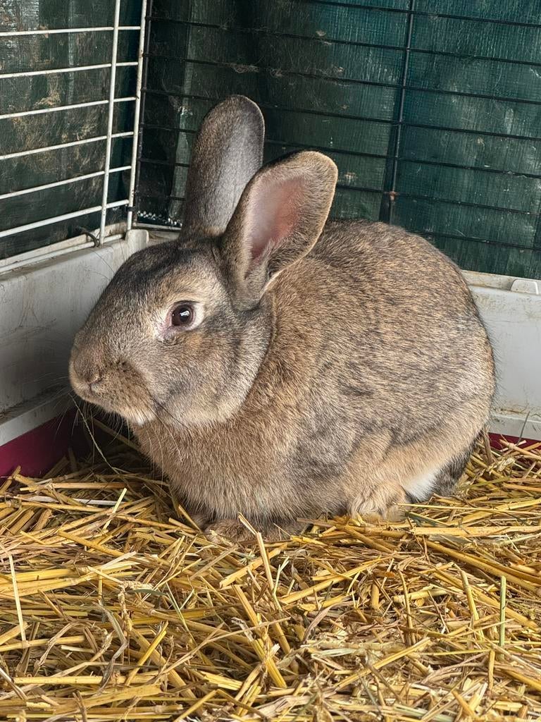 Vlaamse reus x konijn, Dieren en Toebehoren, Konijnen