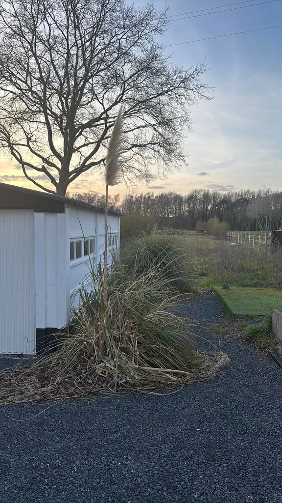 ** GRATUIT ** 2 grands buissons d'herbe de la pampa, Jardin & Terrasse, Enlèvement, Plante fixe, Graminées ornementales