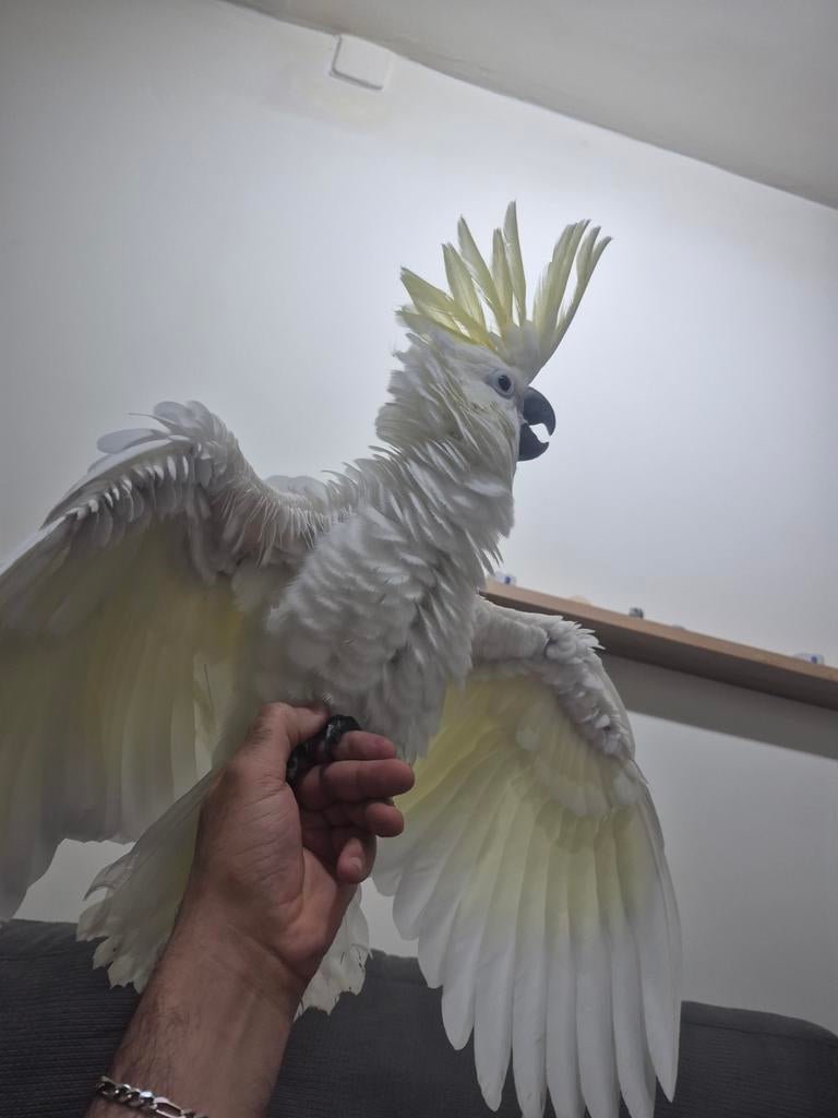 Cacatoès à crête jaune de taille moyenne, Bagué