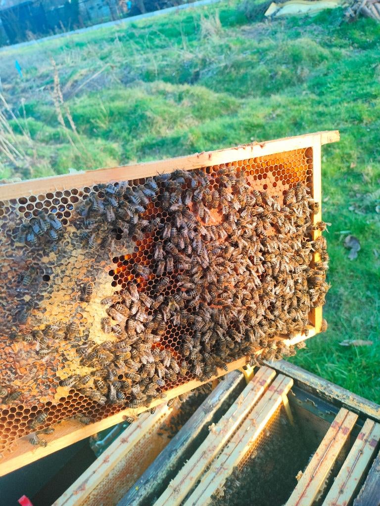 Bijenvolk 6 raams en 11 raams kast, Dieren en Toebehoren, Bijen
