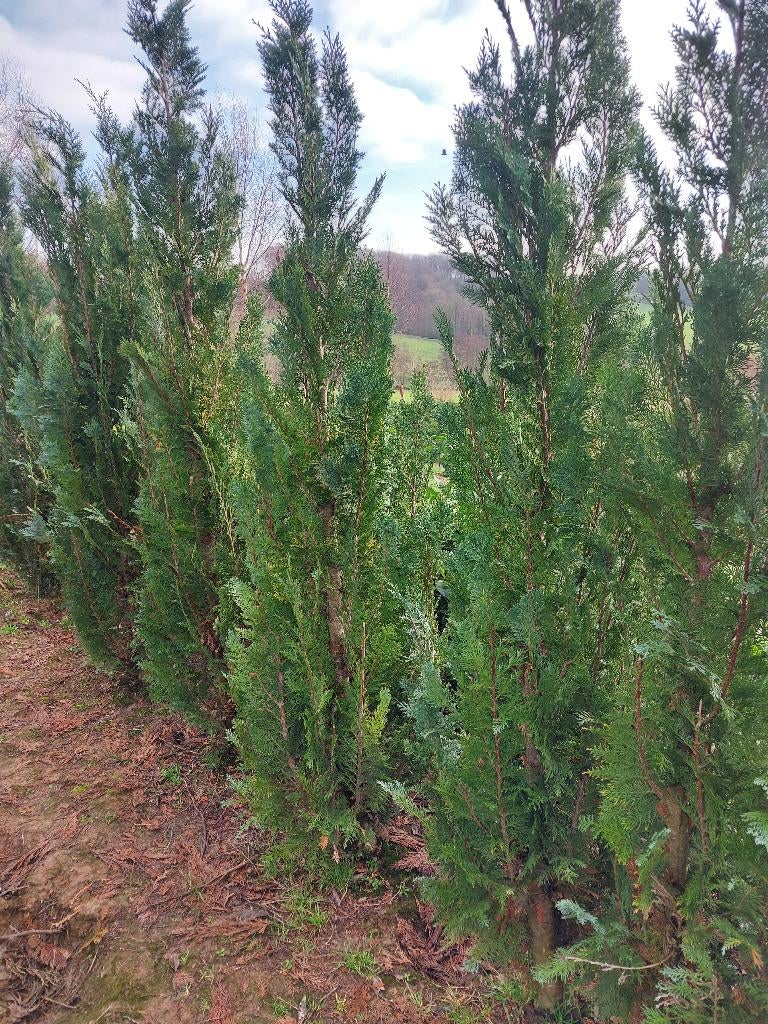 Haagconifeer Chamaecyparis columnaris, Ophalen, Conifeer, Haag, 100 tot 250 cm