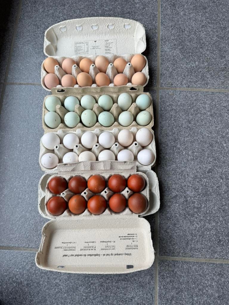 Broedeieren, Dieren en Toebehoren