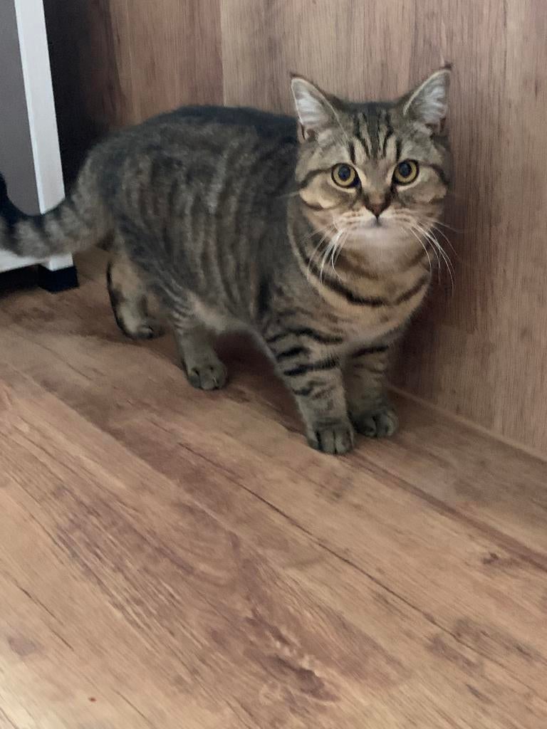 Britse korthaaf Black golden chinchilla, Dieren en Toebehoren, Katten en Kittens | Raskatten | Korthaar, Meerdere dieren, Gechipt