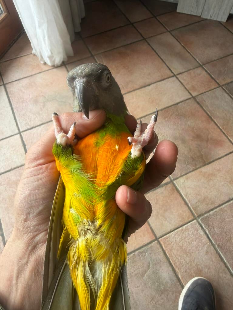 Youyou du Sénégal eam