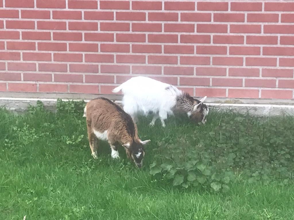 dwerg geitjes, Plusieurs animaux, Chèvre, 0 à 2 ans