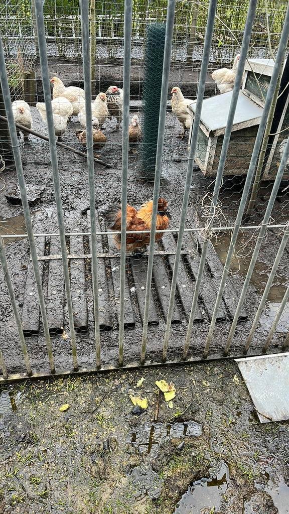 Usa zijdehoen haan, Dieren en Toebehoren, Pluimvee