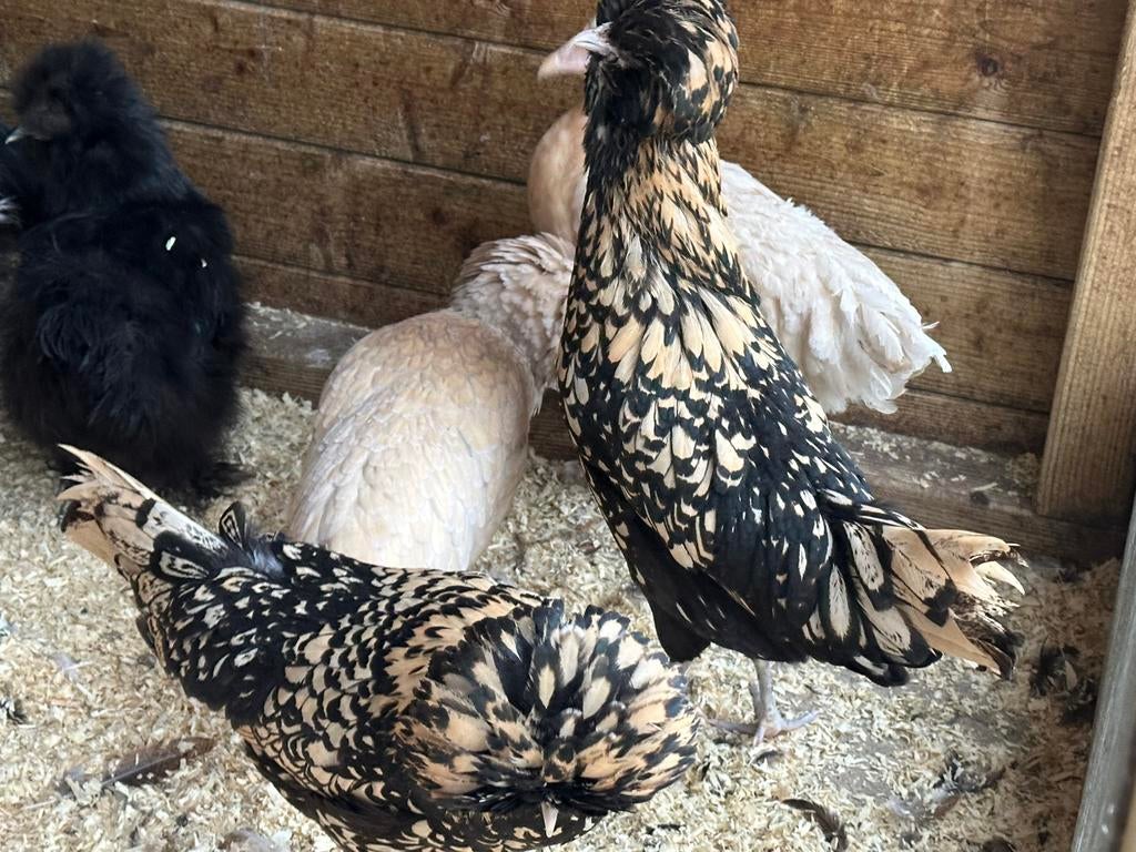 Legkippen en sierkippen vandaag 10-16uur, Dieren en Toebehoren, Pluimvee