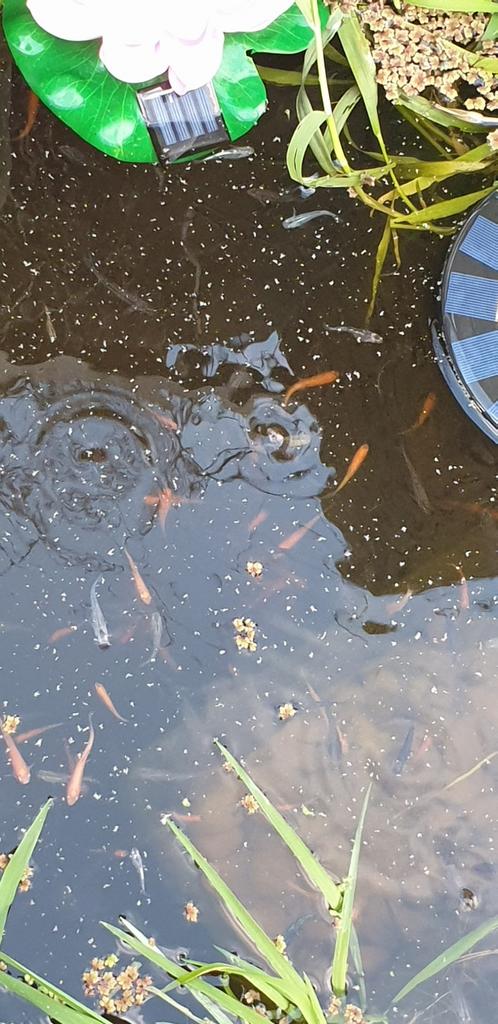 GOUDELRITSEN, Dieren en Toebehoren, Vissen | Vijvervissen