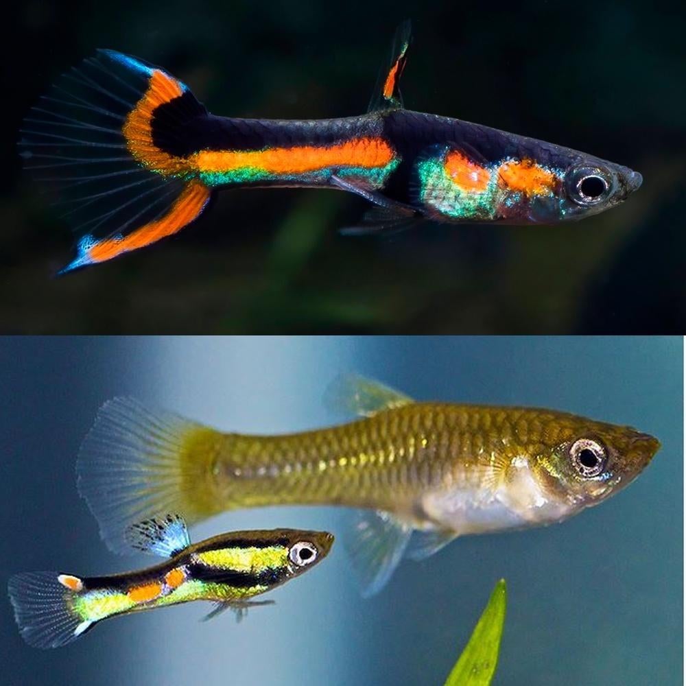15 jonge/halfwas endler guppys, Poisson, Poisson d'eau douce