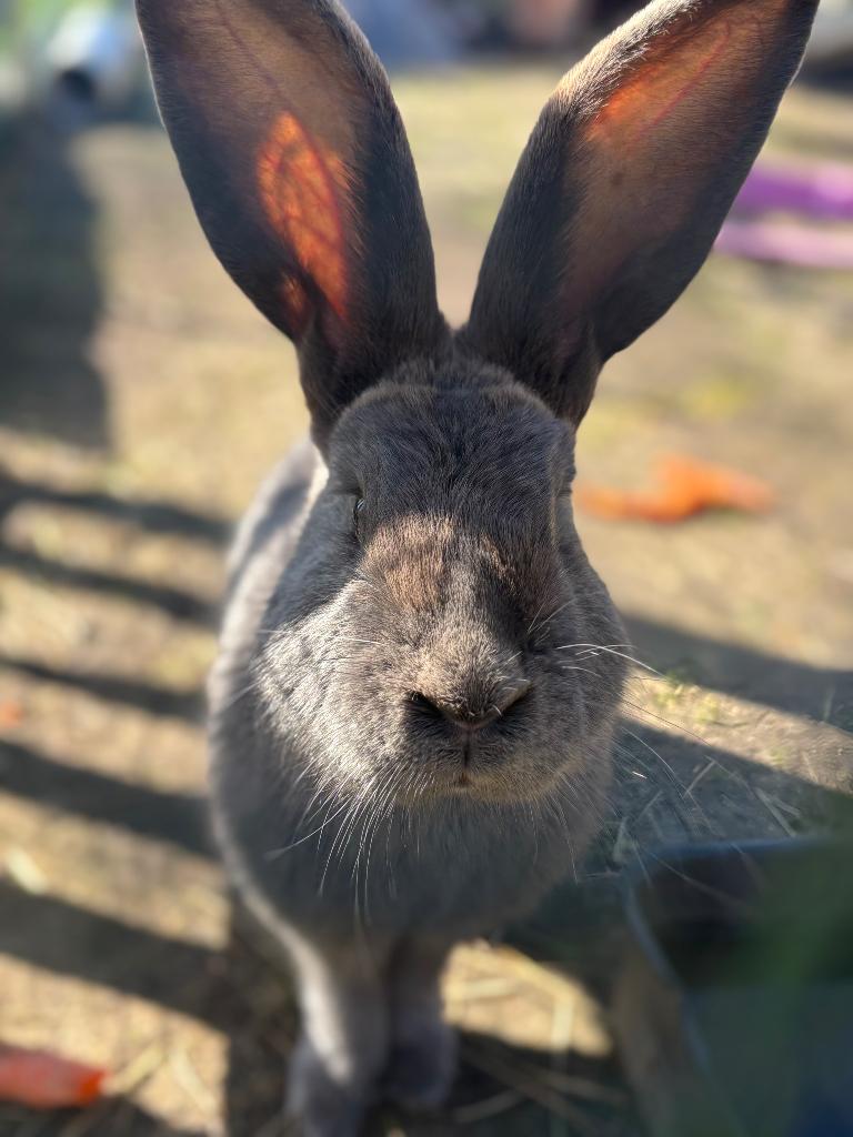 Duitse reus blauw ram konijn, Dieren en Toebehoren, Konijnen, Mannelijk, Groot, 0 tot 2 jaar