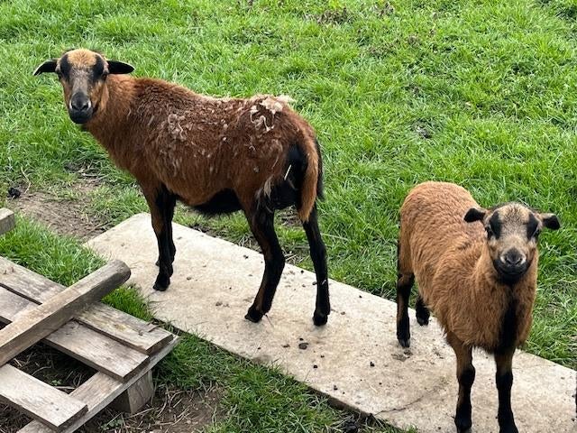 jonge ooien met lammetje(s), drachtige jonge Kameroenschapen, Dieren en Toebehoren, Meerdere dieren, Schaap, 0 tot 2 jaar