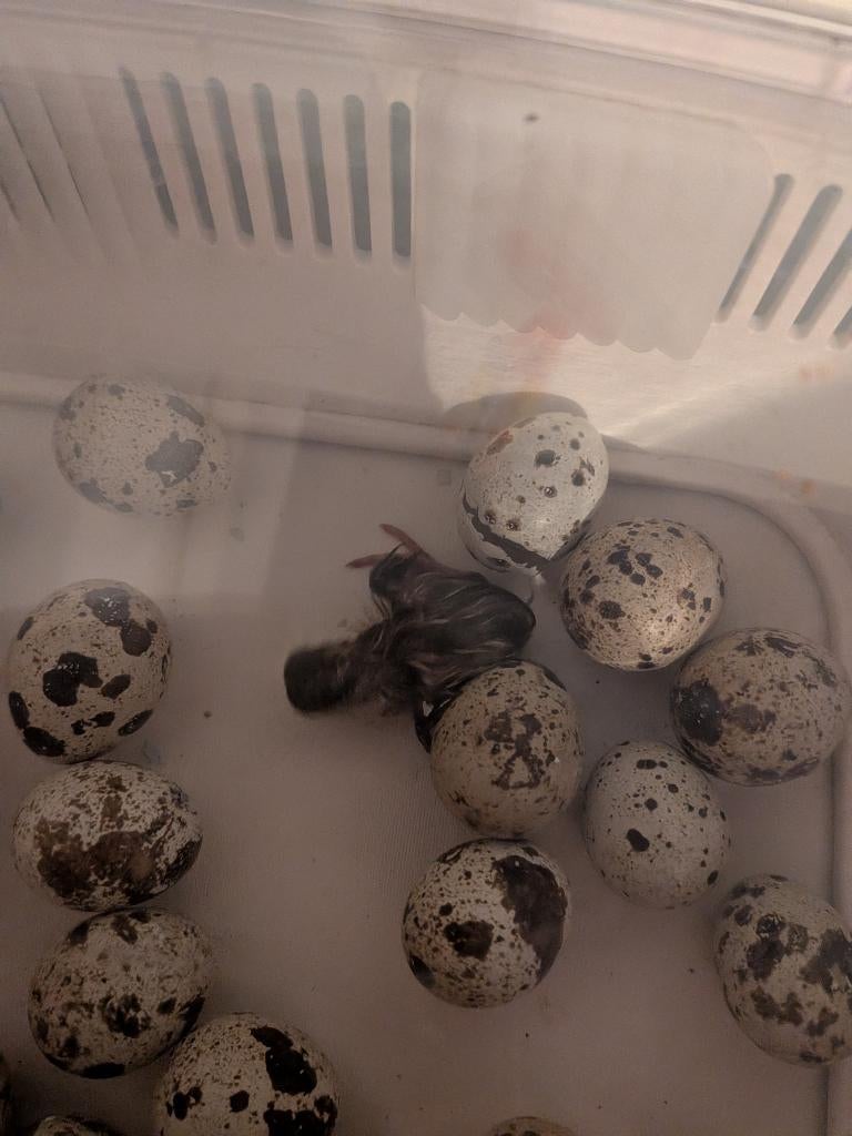 Japanse jumbo Kwartels, Dieren en Toebehoren, Pluimvee, Meerdere dieren, Overige soorten