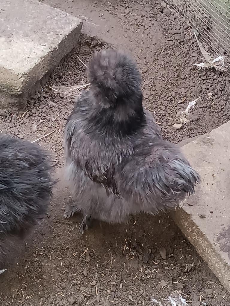 Broedeieren usa zijdehoen, Dieren en Toebehoren, Geslacht onbekend, Kip