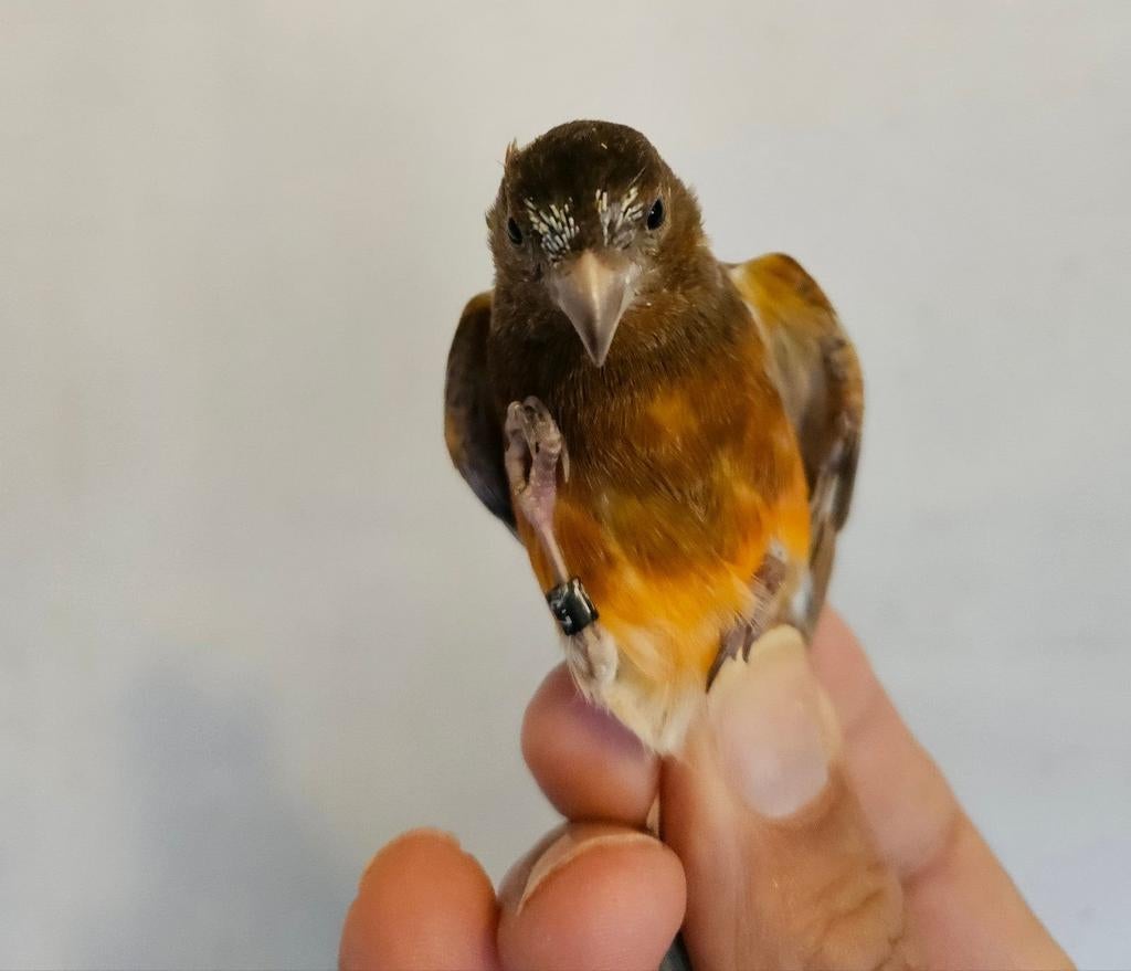 Métiss de Tarin Rouge F1, Dieren en Toebehoren, Vogels | Overige Vogels, Mannelijk, Geringd