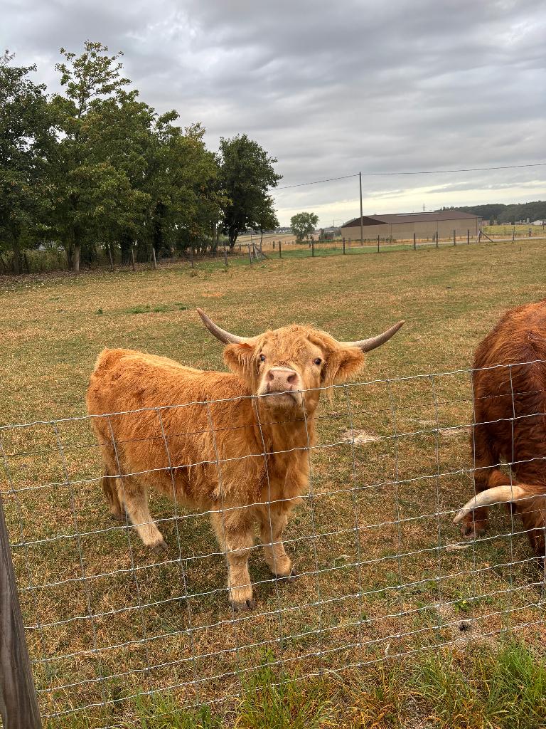 Schotse hooglander, Dieren en Toebehoren, Runderen, Meerdere dieren, 3 tot 6 jaar