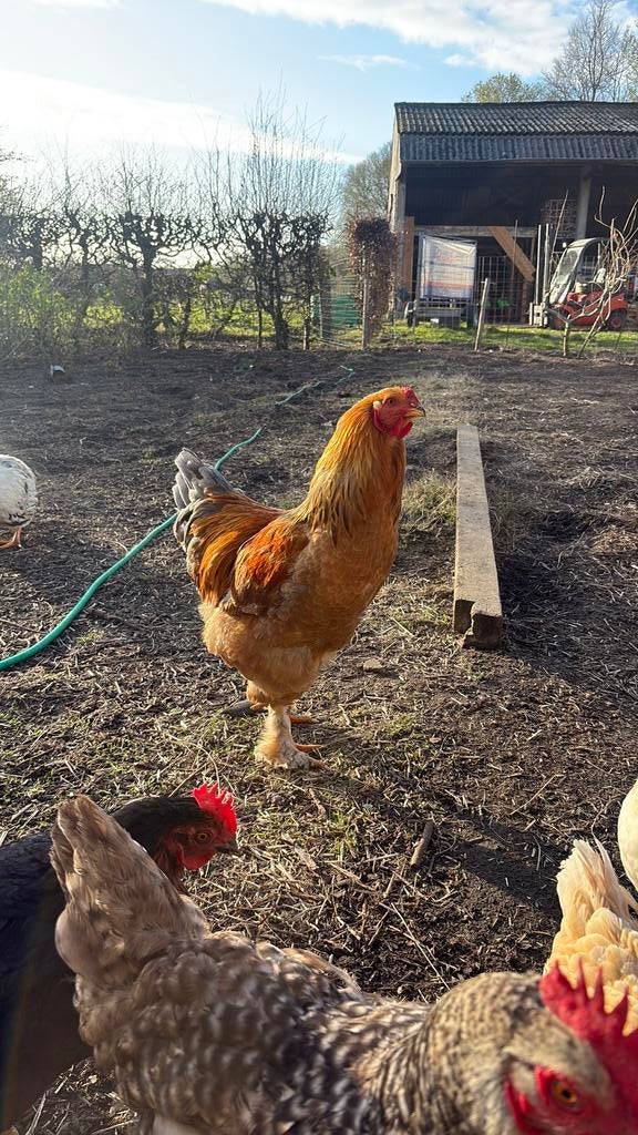 Haantje, Mannelijk, Kip