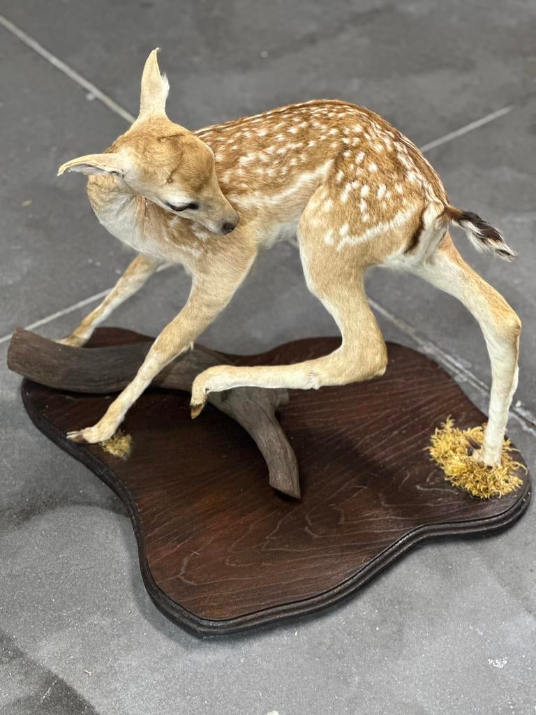 Taxidermie hertje prachtig opgezet, Ophalen
