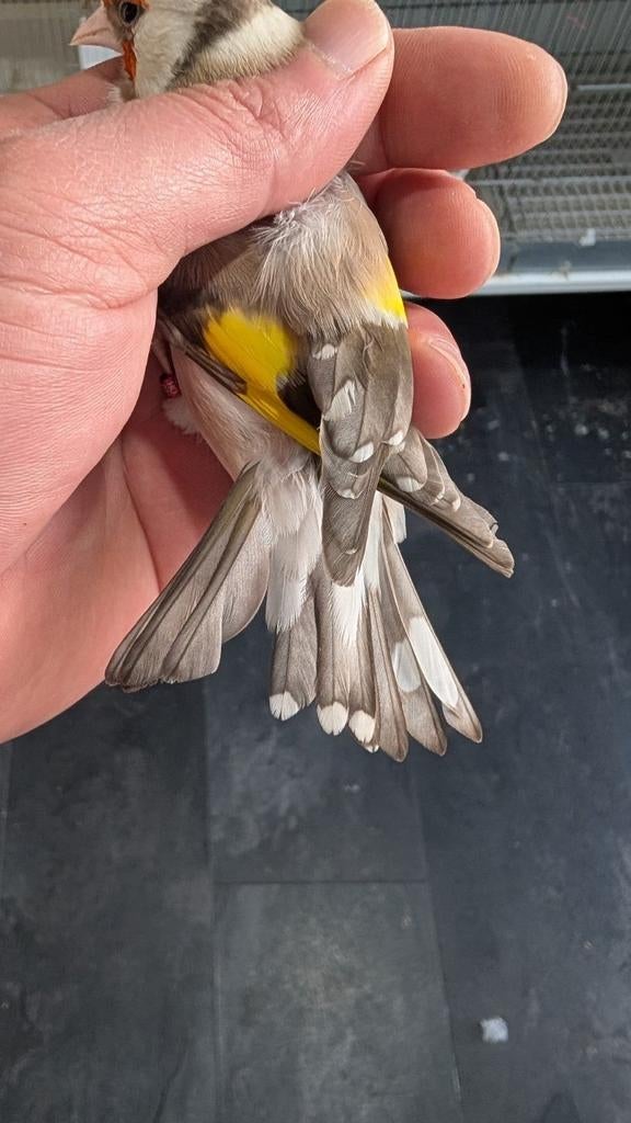 Putters Opal pop man natuur, Plusieurs animaux, Perroquet nain ou Inséparable, Parleur