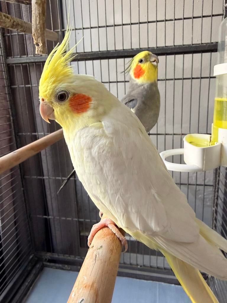 Valkparkiet, Dieren en Toebehoren, Tam