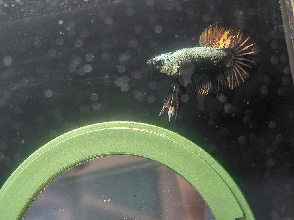 Samurai plakat betta man.1, Dieren en Toebehoren, Vissen | Aquariumvissen, Vis