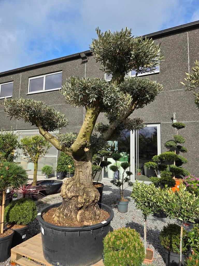 Olijfboom Olea Europaea ponpon, Tuin en Terras, Planten | Bomen, Ophalen, Olijfboom