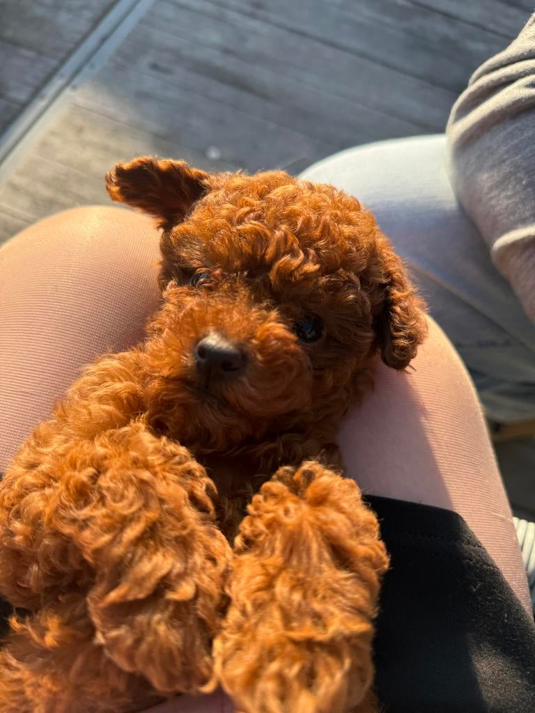 Toypoedel, Caniche, 8 à 15 semaines, Plusieurs, Éleveur | Loisir