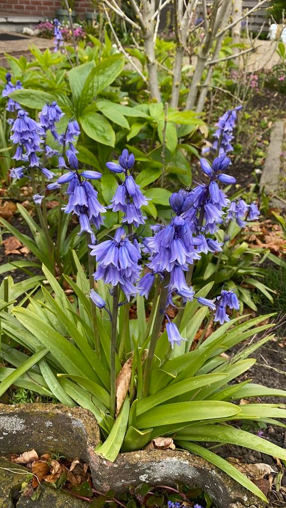 Boshyacint. Bloembollen. Zoals in Hallerbos! 3€/10 stuks., Ophalen of Verzenden, Najaar, Halfschaduw, Bloembol