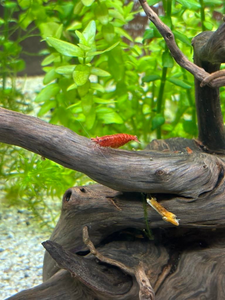 Crevette red cherry, Animaux & Accessoires, Poissons | Aquariums & Accessoires, Neuf, Autres types, Enlèvement
