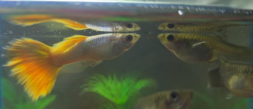 Guppys - Escargots - Crevettes, Animaux & Accessoires, Enlèvement, Comme neuf