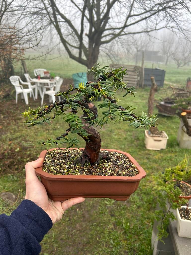 Bonsai taxus, Ophalen