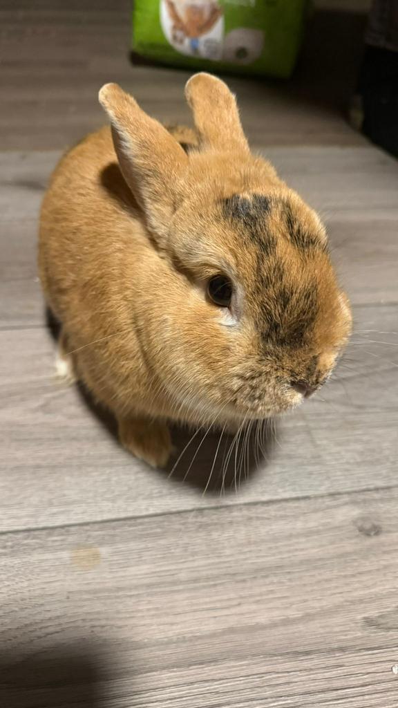 Lapin Dwarf Mix, Animaux & Accessoires, Nain