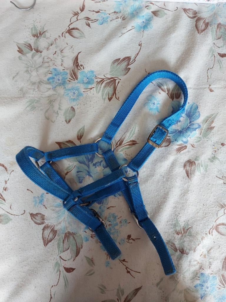 Licol poulain, Enlèvement ou Envoi