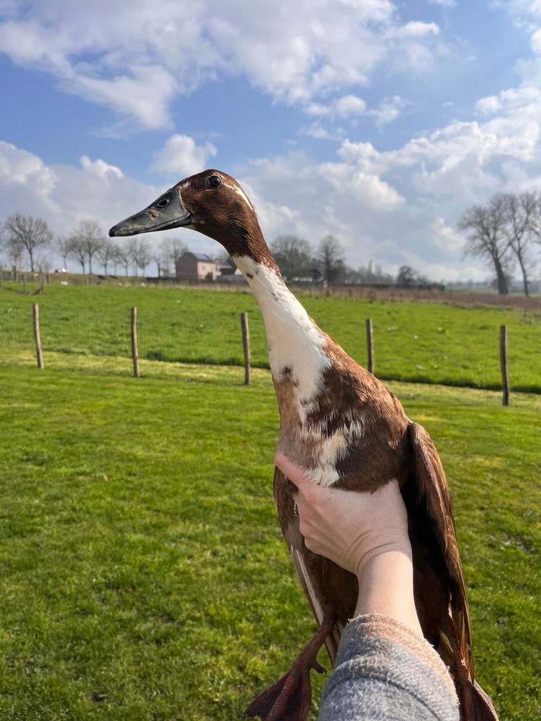 Broedeieren indische loopeenden, Geslacht onbekend, Eend
